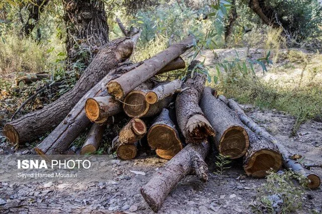 ۳-جنگلبان-در-درگیری-با-قاچاقچیان-چوب-در-تالش.jpg