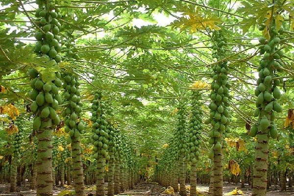 کشت ۳۰ هکتار پاپایا در سرباز؛ توسعه سودآور تولید میوه های استوایی کشت ۳۰ هکتار پاپایا در سرباز؛ توسعه سودآور تولید میوه های استوایی